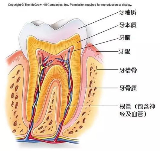 一般牙齿有几个神经线