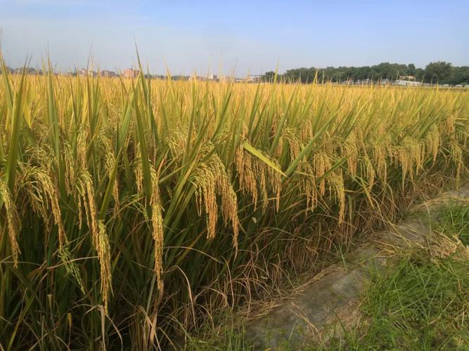 国家一级香稻品种