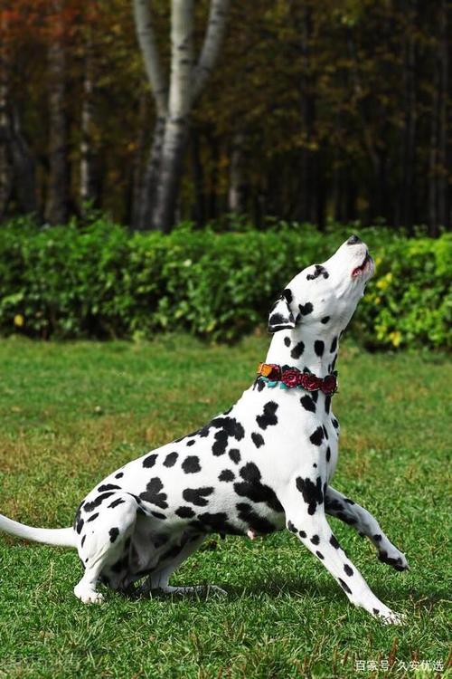 斑点狗是什么品种的狗狗