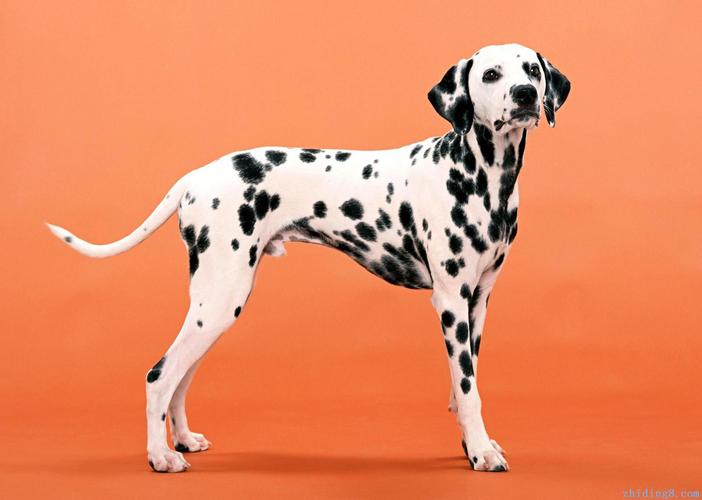 斑点狗是什么犬种