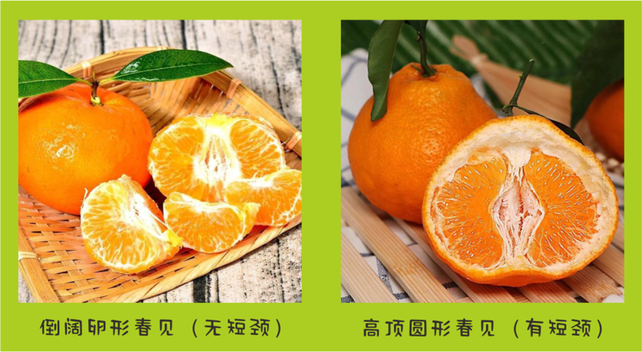 春见和丑橘的区别
