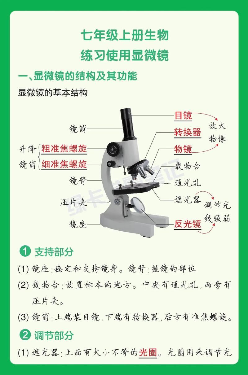 显微镜的结构及作用