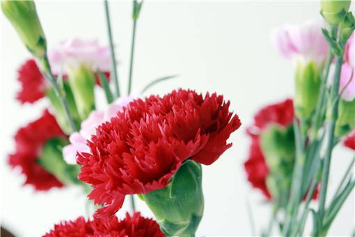 红色康乃馨花语代表什么意思